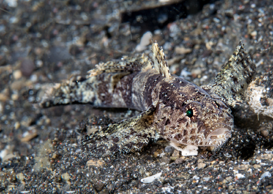  Callogobius hasseltii (Hasselt’s Goby)